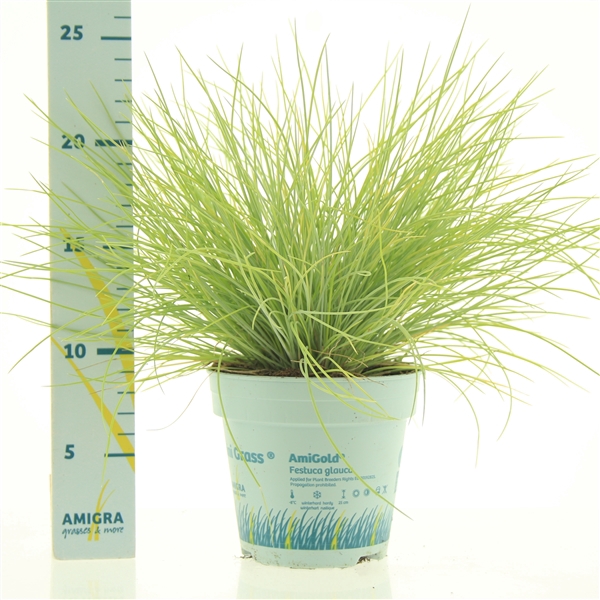 <h4>Festuca glauca AmiGold®</h4>