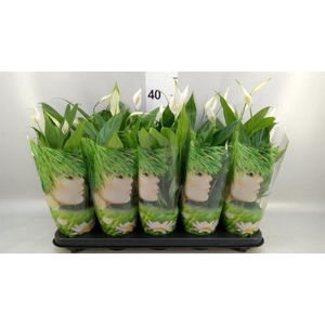Spathiphyllum  'Alana'