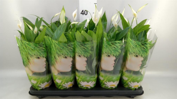 <h4>Spathiphyllum  'Alana'</h4>