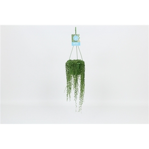 HangonGreen Senecio Rowleyanus 14 cm