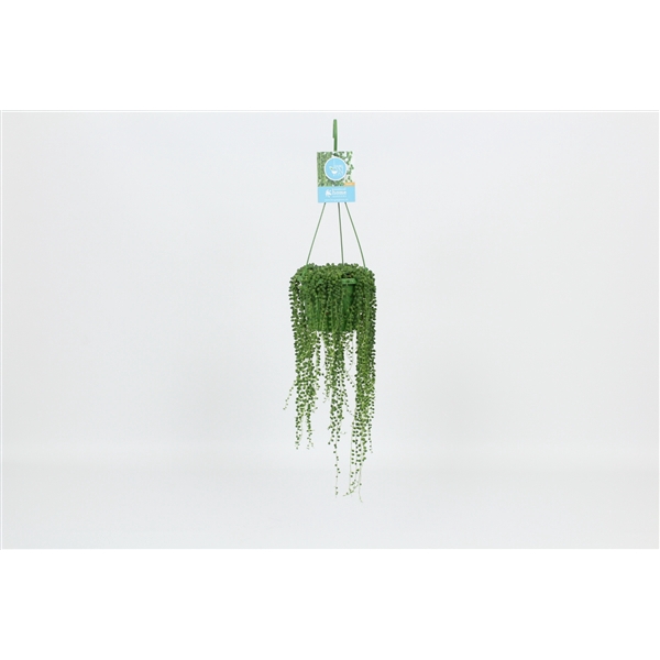 <h4>HangonGreen Senecio Rowleyanus 14 cm</h4>