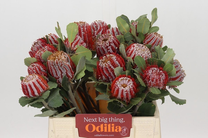 <h4>Banksia Coccinea</h4>