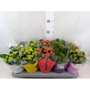 Kalanchoe blos. 'Perfecta'  ..mix 5