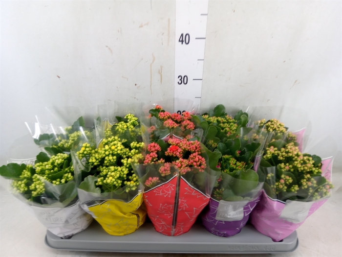 <h4>Kalanchoe blos. 'Perfecta'  ..mix 5</h4>