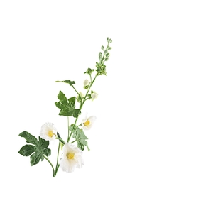 Alcea Large White