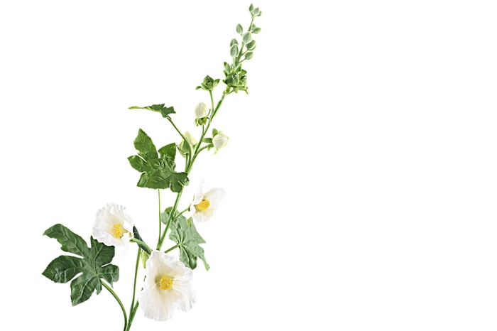 Alcea Large White