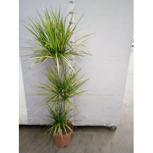 Dracaena marg. 'Sunray'