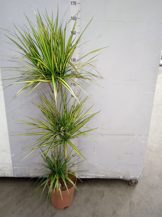 <h4>Dracaena marg. 'Sunray'</h4>