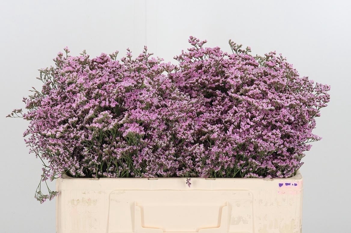 <h4>Lim Saf Oshi Pink</h4>