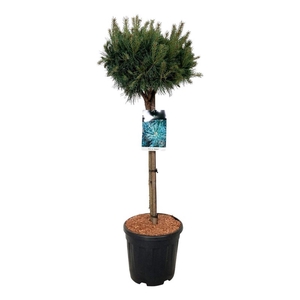 Pinus sylv. 'Watereri'