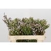 Kaaps Groen Spray Brunia