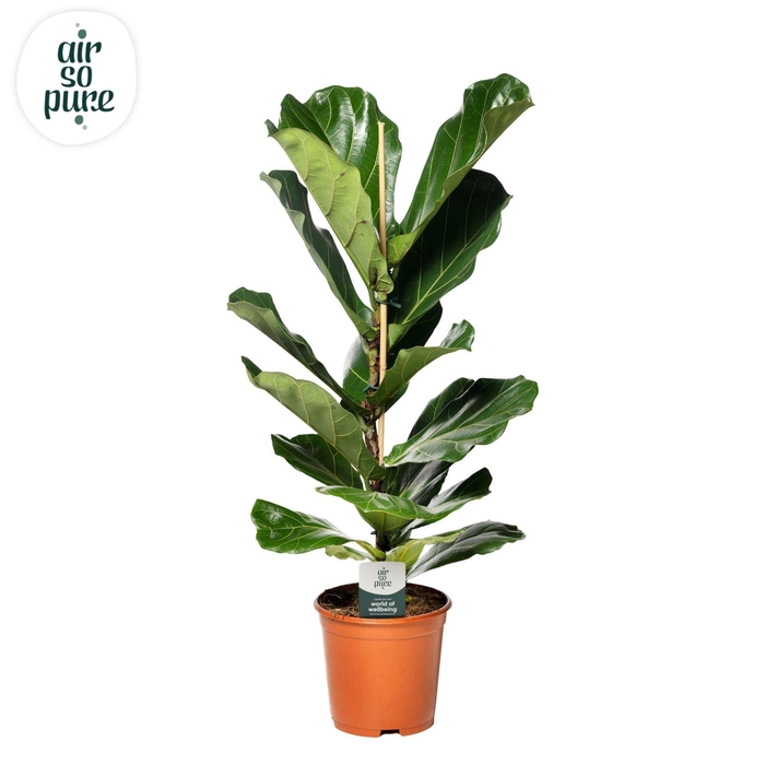 <h4>Ficus lyrata</h4>