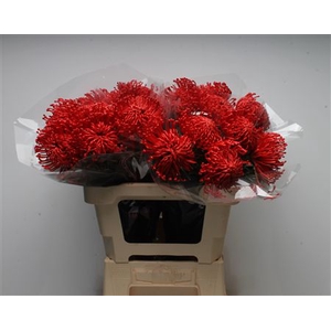 Leuco Waxed Hot Red