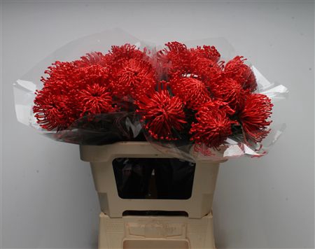 Leuco Waxed Hot Red