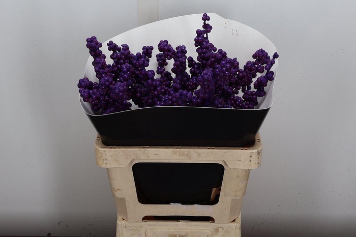 <h4>Ilex Wx Paars Xl</h4>