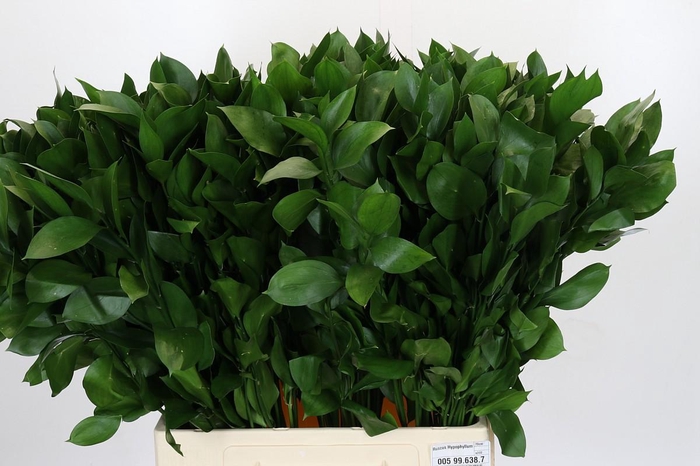 <h4>Ruscus Hypophyllum</h4>