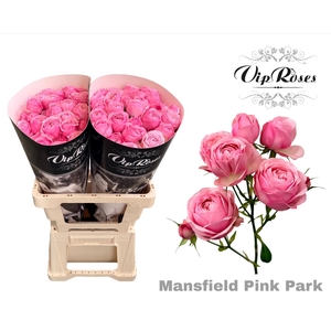 R TR PINK MANSFI PARK