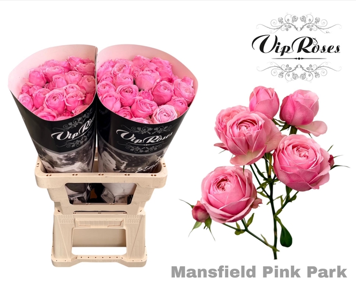 <h4>R Tr Pink Mansfi Park</h4>