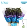 Veron Smart Navy