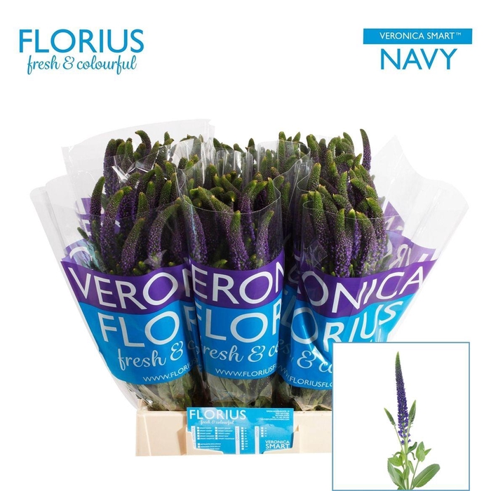 Veron Smart Navy