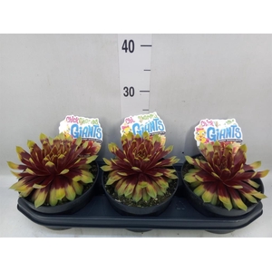 Sempervivum  'ChickCh Gi Gold Mine'