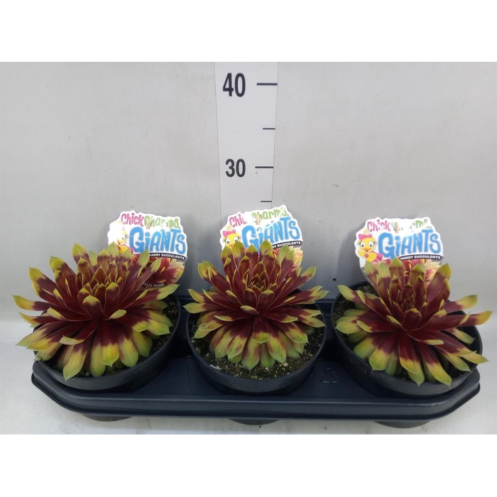 <h4>Sempervivum  'ChickCh Gi Gold Mine'</h4>