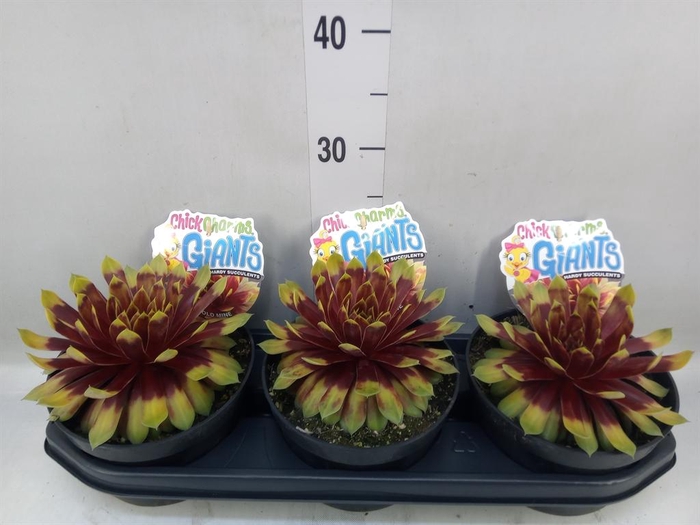 <h4>Sempervivum  'ChickCh Gi Gold Mine'</h4>