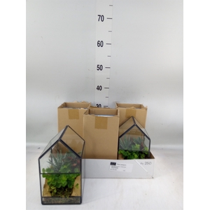Arr.   Kamerplant Groen H%