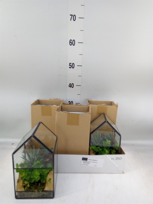 <h4>Arr.   Kamerplant Groen H%</h4>