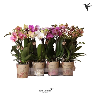 Phalaenopsis littel kolibri 2br mix grandes fleurs