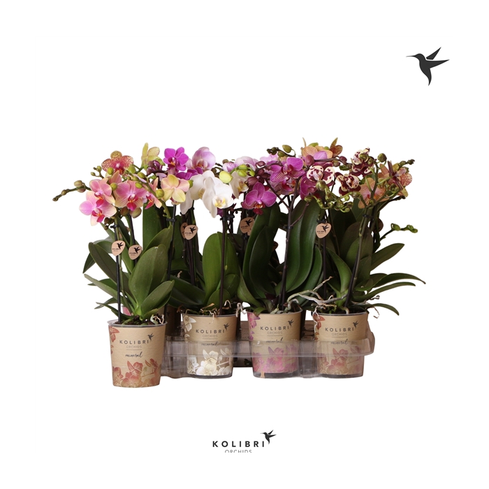 <h4>Phalaenopsis littel kolibri 2br mix grandes fleurs</h4>