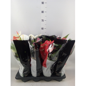 Anthurium   ...mix