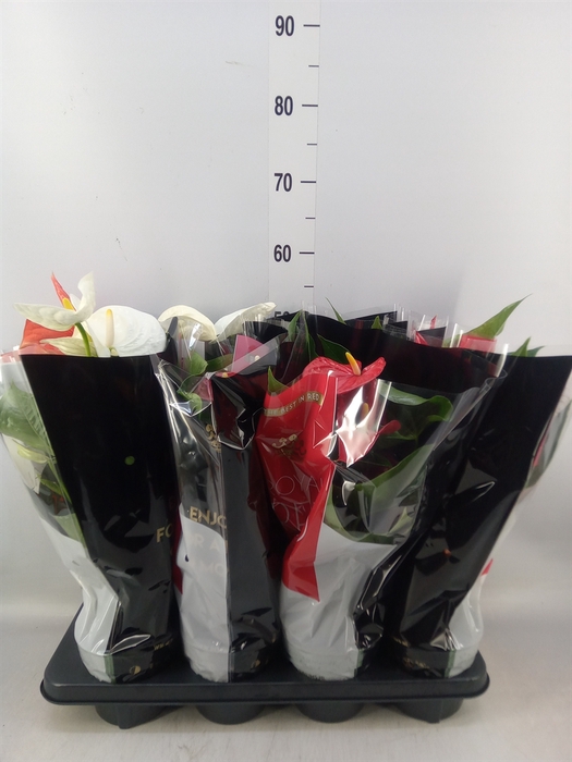 <h4>Anthurium   ...mix</h4>