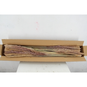 DF Pampas Silvy  Natural