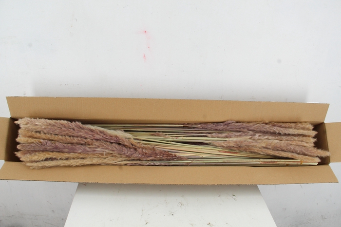 DF Pampas Silvy  Natural