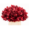 Quercus Preserved Red (oak,eik)