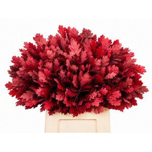 Quercus Preserved Red (oak,eik)