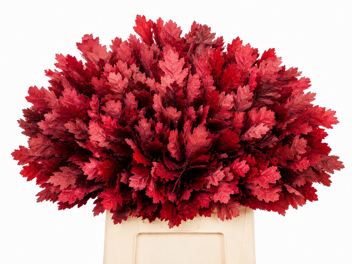 <h4>Quercus Preserved Red (oak,eik)</h4>