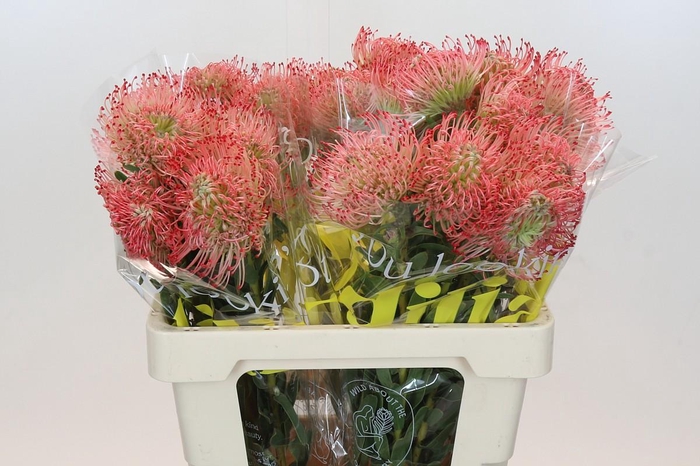 <h4>Nutans Ayoba Pink</h4>