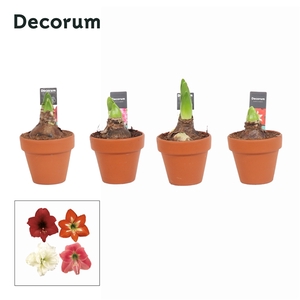 Hipp 2 bl Mix Terracotta