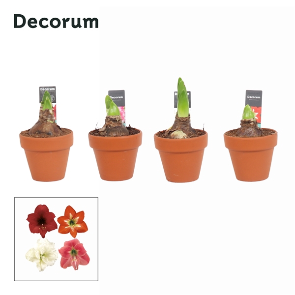 <h4>Hippeastrum Kolibri Mix 2 Knop Terracotta OP (Decorum)</h4>