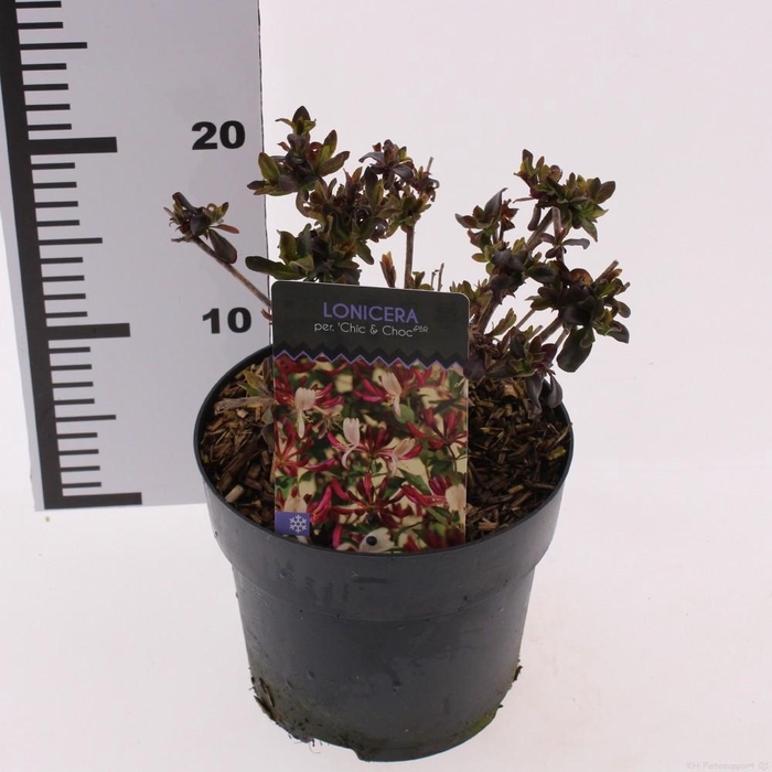 <h4>Lonicera periclymenum ‘Chic and Choc’</h4>