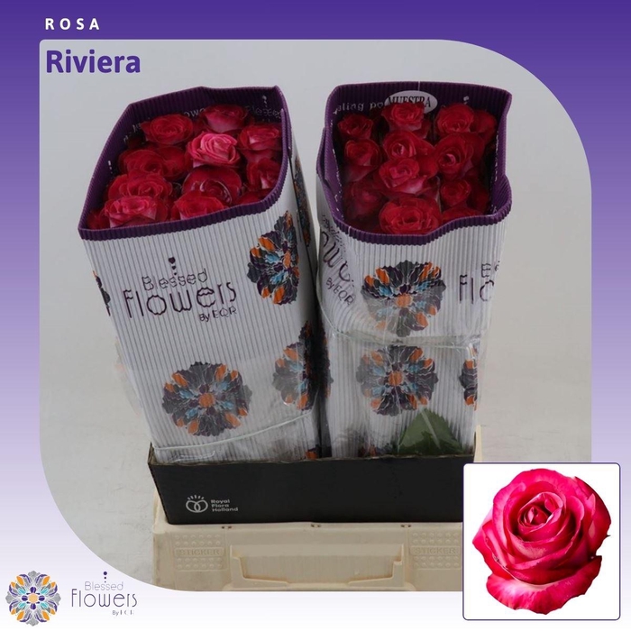 <h4>Rosa gr Riviera</h4>
