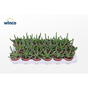 Euphorbia Inermis