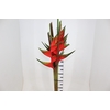 HELICONIA BIHAI