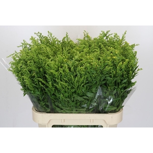 Solidago Golden Glory