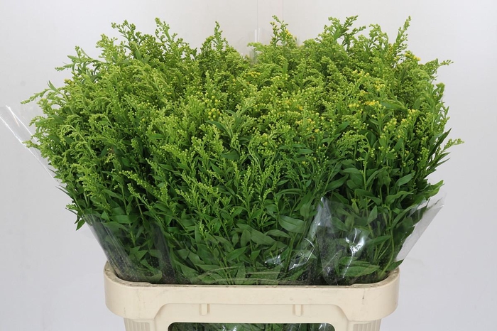 <h4>Solidago Golden Glory</h4>