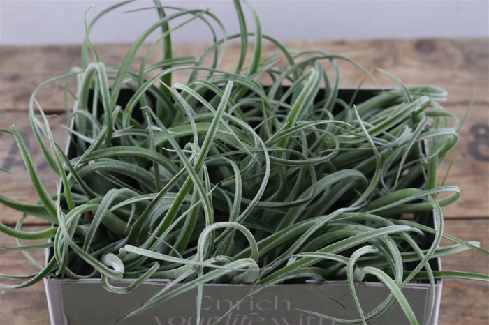 Tillandsia Curly Bonsai