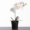 AF Phalaenopsis pot 35cm White