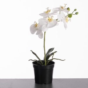 Af Phalaenopsis Pot 35cm White